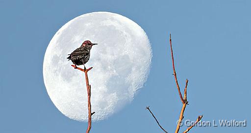 Starling & Moon_ DSCF5270-1.jpg - Waning Gibbous Moon 87% IlluminatedEuropean Starling (Sturnus vulgaris) photographed on Kilmarnock Island, Ontario, Canada.